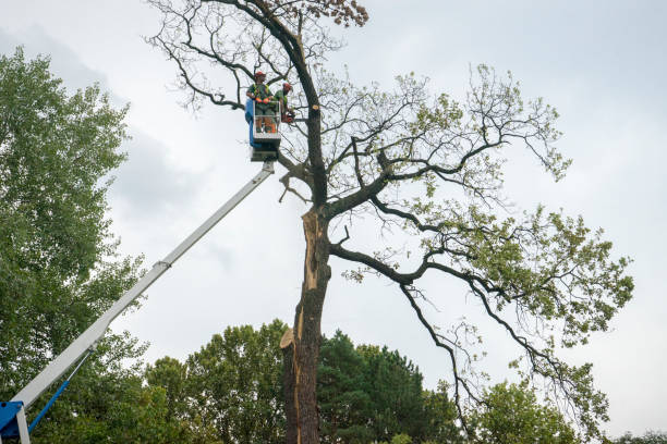 Best Tree Maintenance Programs  in Orchards, WA